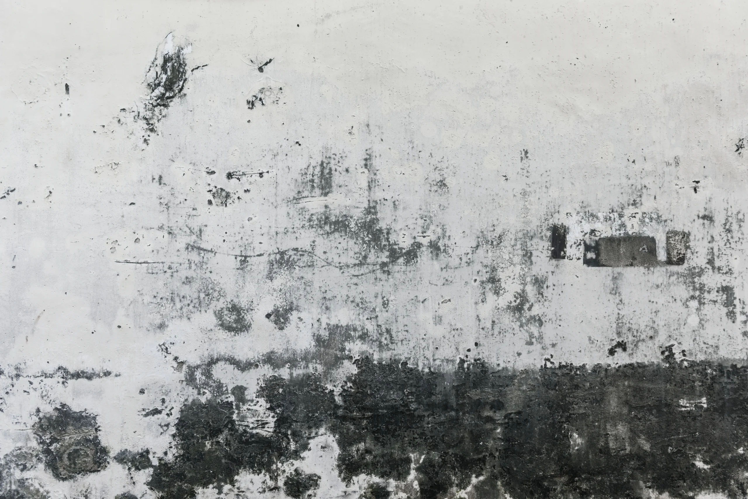 Black Mould