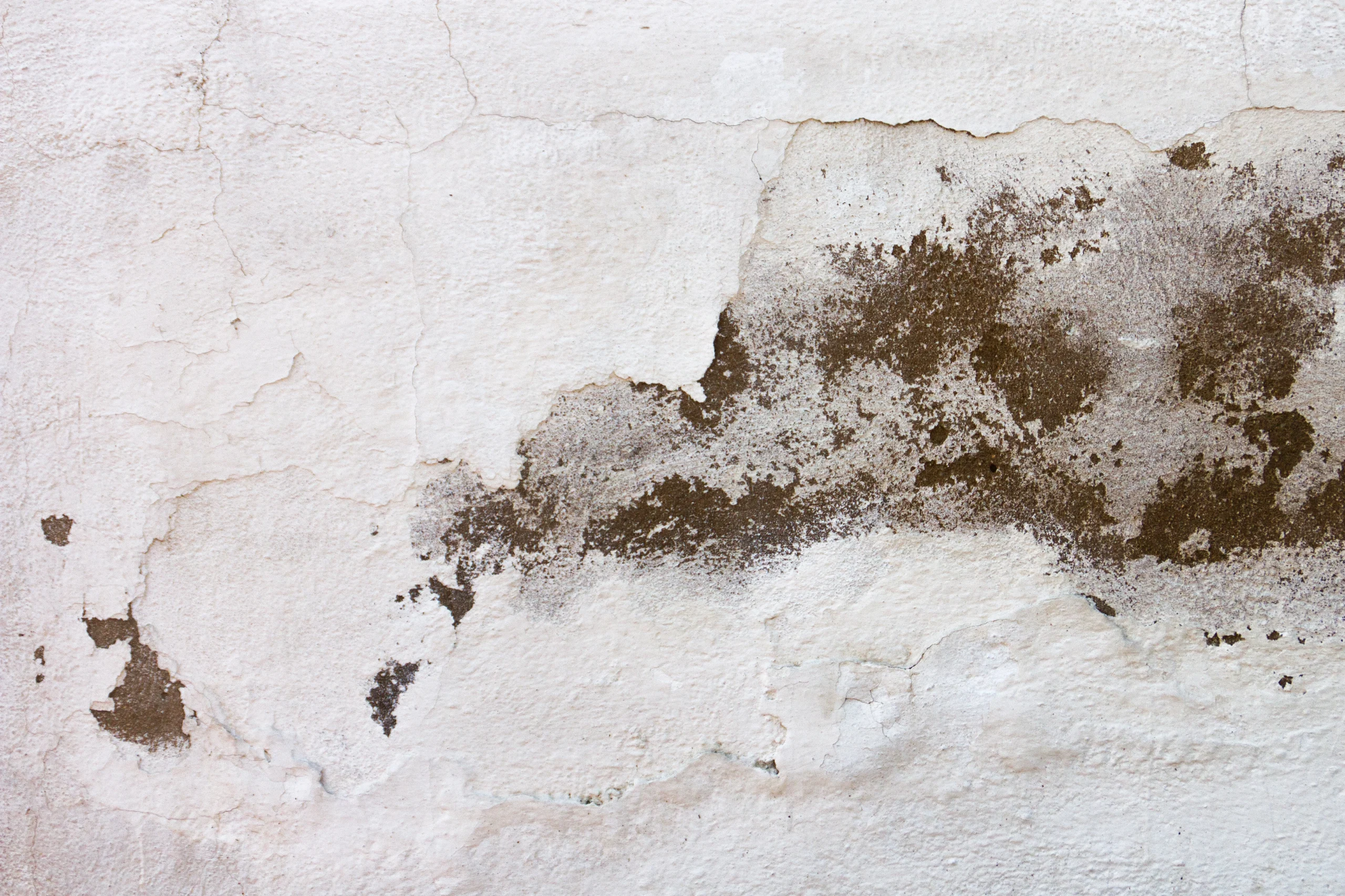 Rising Damp