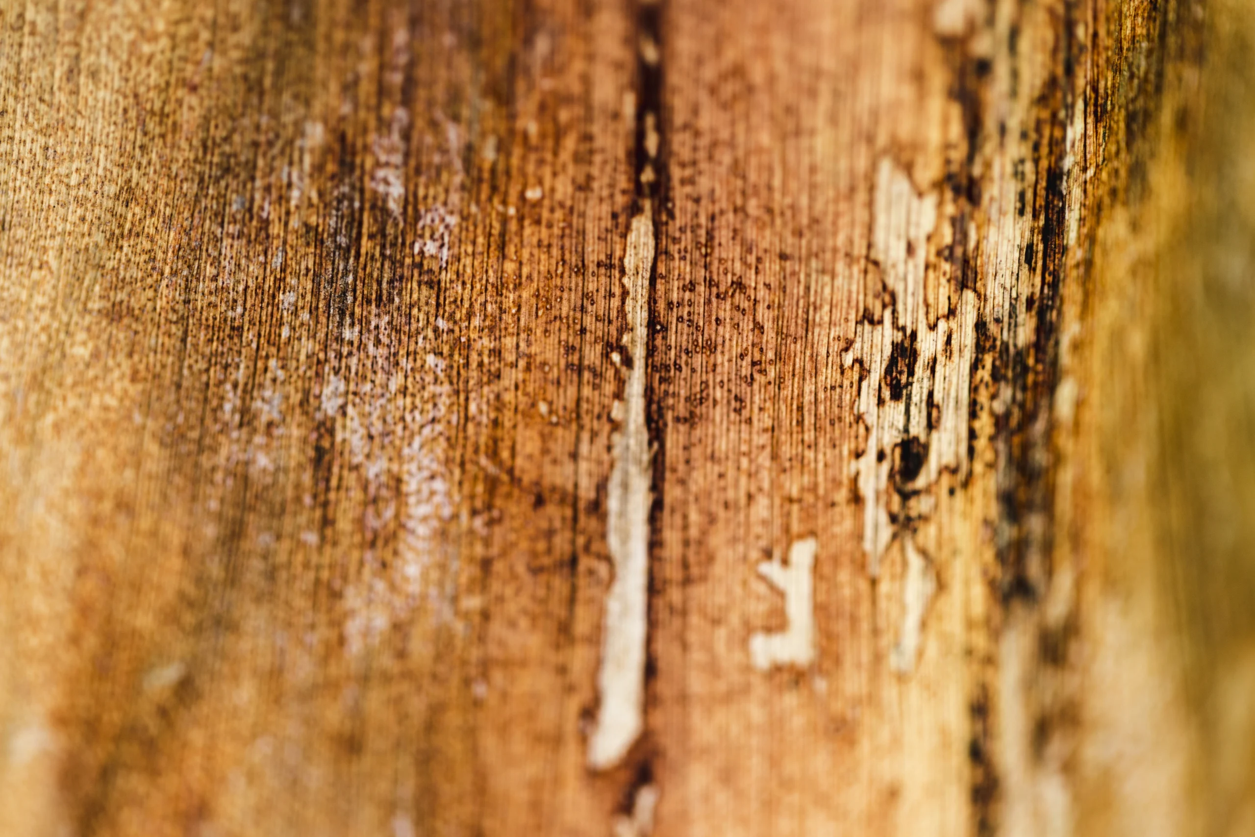 Woodworm Treatment